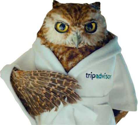 travel owl advisor.